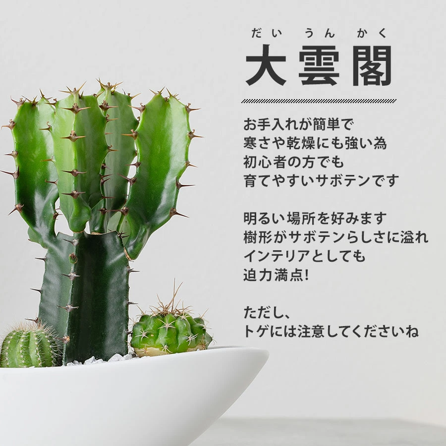プレゼントに人気と話題のさぼてん「大雲閣」を含んだ寄せ植え・ハニワ付き