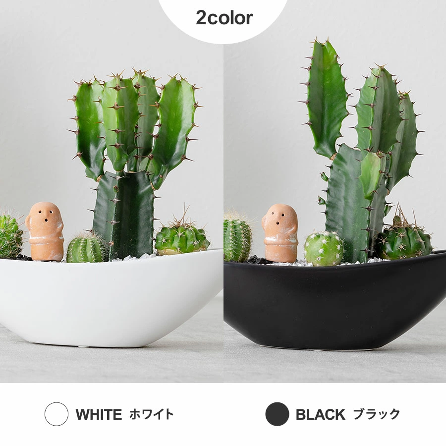 存在感抜群！話題のサボテン「大雲閣」とハニワがコラボした癒やしのグリーンインテリア