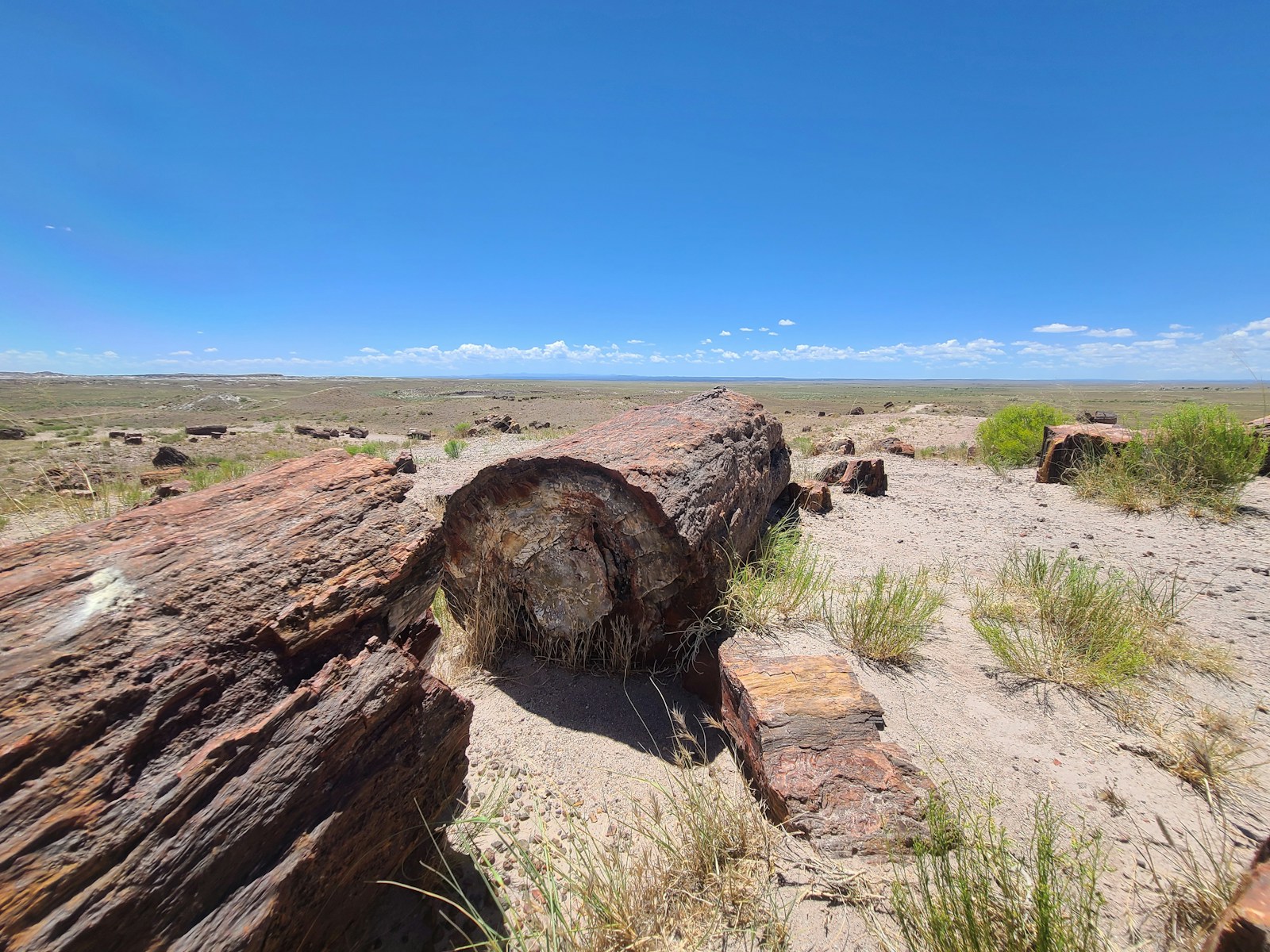アメリカのペトリファイド・フォレスト（化石の森）国立公園では珪化木がゴロゴロ転がっている。